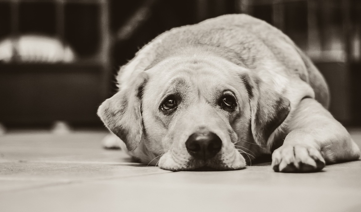 Travní roztoči u psů: příznaky, léčba a prevence